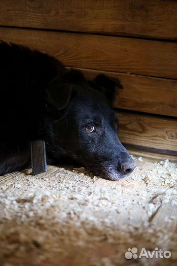 Шикарный чёрный пес