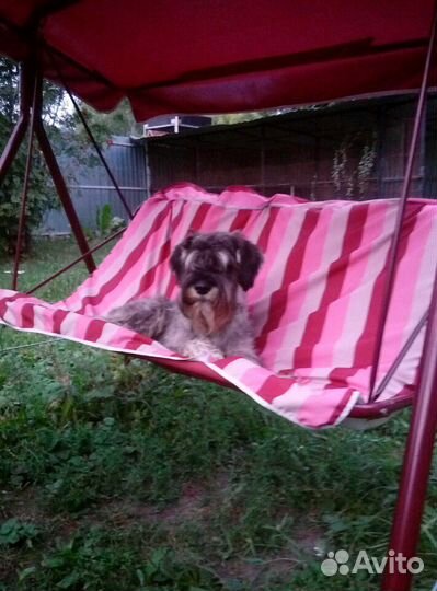 Гостиница для собак