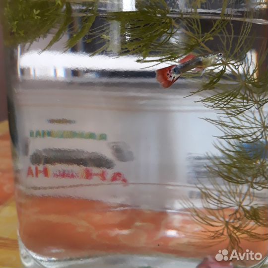 Гуппи красивые здоровые молодые + улитка Хелена