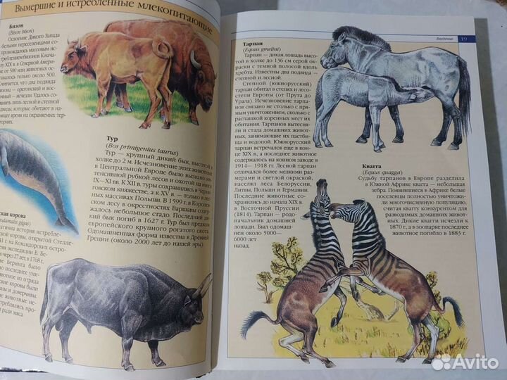 Красная Книга России + энциклоп. Птицы и звери