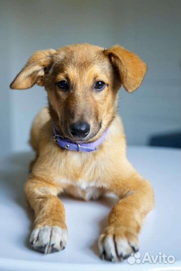 Щенок в добрые руки