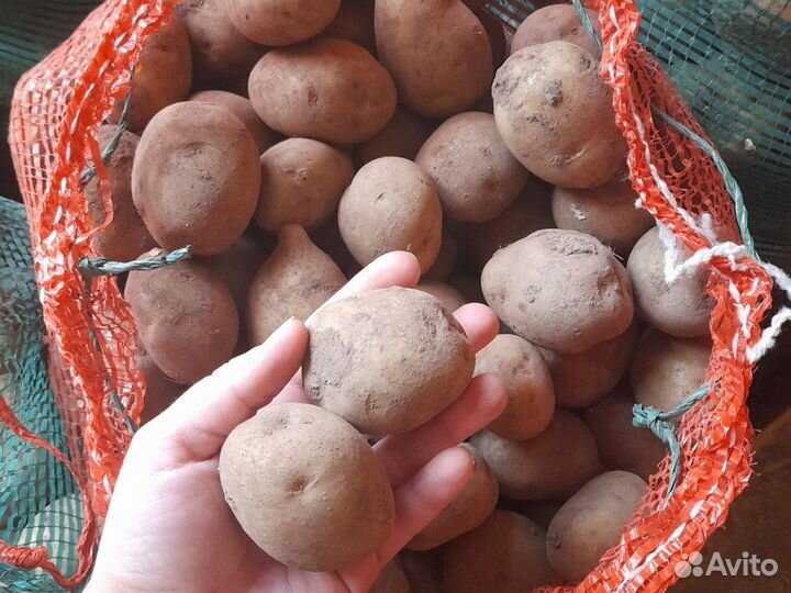 Семенной картофель