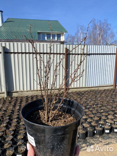 Барбарис тунберга