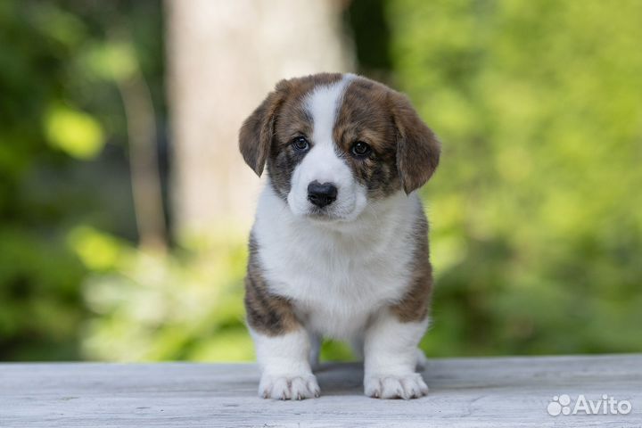 Вельш-корги кардиган