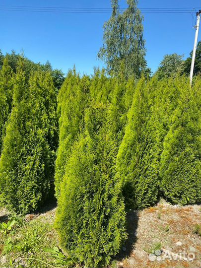 Туя Смарагд 80-100 см