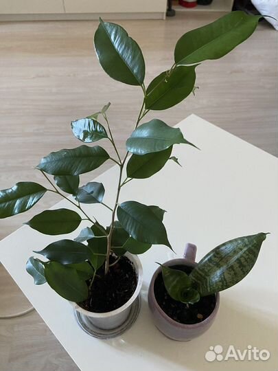 Фикус Бенджамина