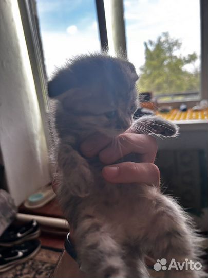 Котята