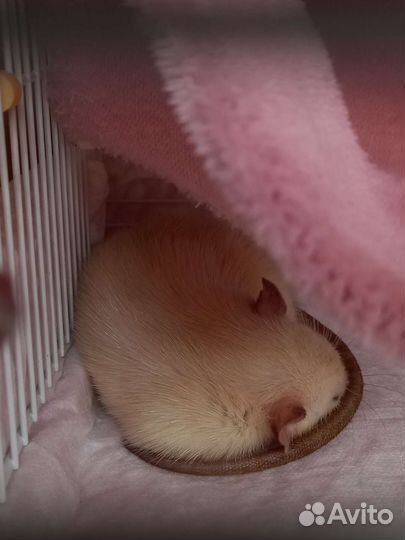 Передержка грызунов