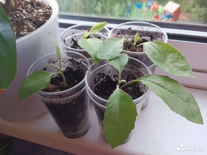 Листья Бога,лимон,дерево любви и тд