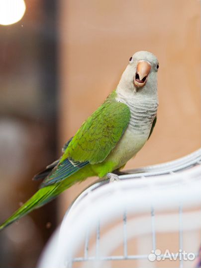 Птенцы калита, квакер, монах зеленые