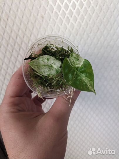 Alocasia fornicata marble variegated