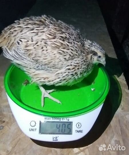 Продам перепелов