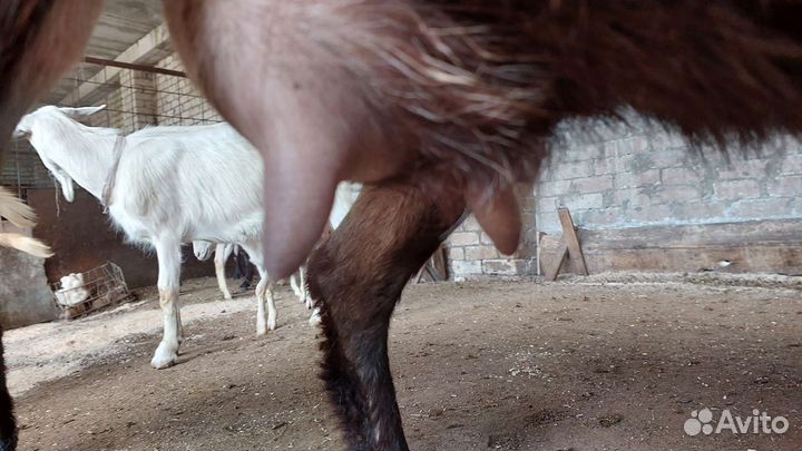 Козы дойные