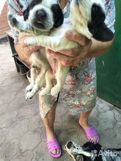 Русский спаниель