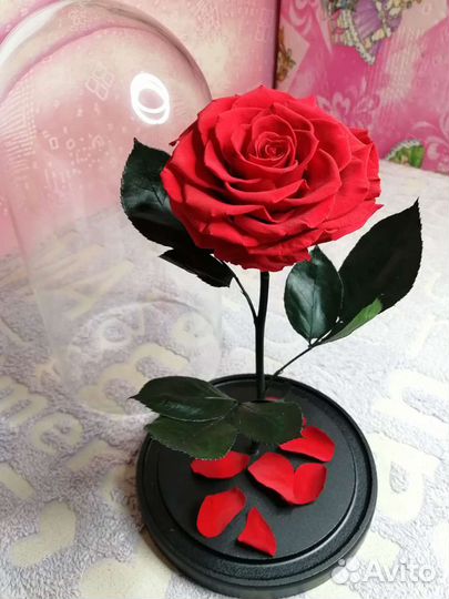 Роза в колбе, Вечная роза