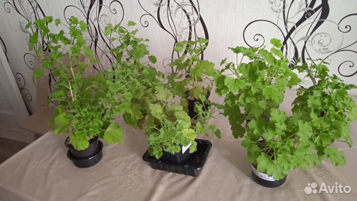 Королевская пеларгония