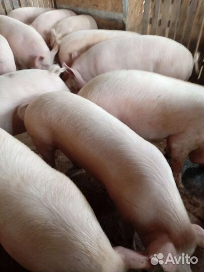 Мясо домашней свинины