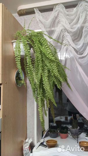 Папоротник домашний, нефролепсис