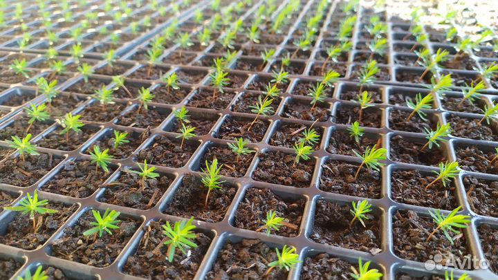 Рассада туи смаракт