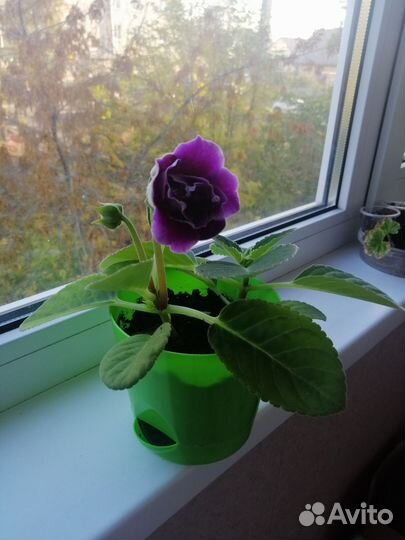 Глоксиния цветущая