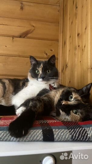 Кошки в добрые руки