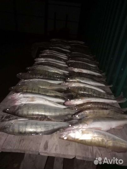 Рыбалка в Астраханской области