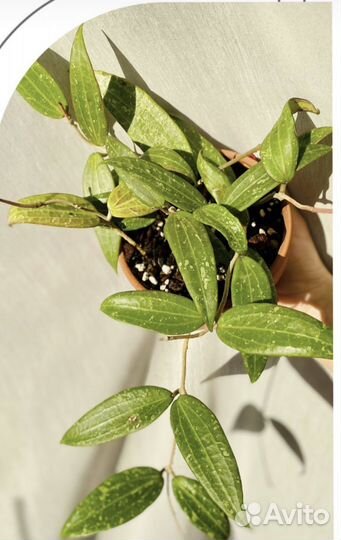 Хойя эллиптика сплэш,матильда,Лакуноза силь,давида