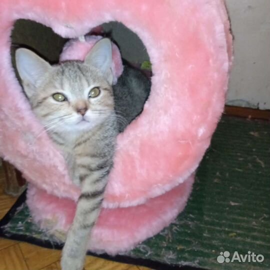 В добрые руки