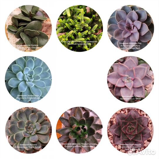 Суккуленты