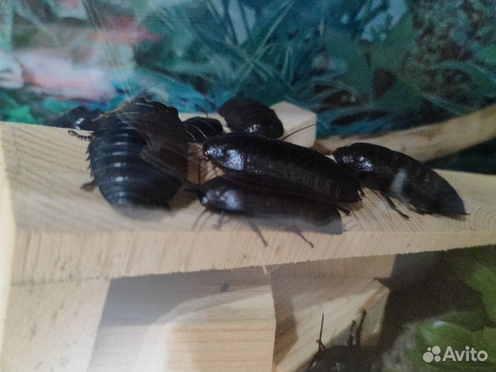 Мадагаскарские тараканы