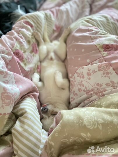 Вязка собак