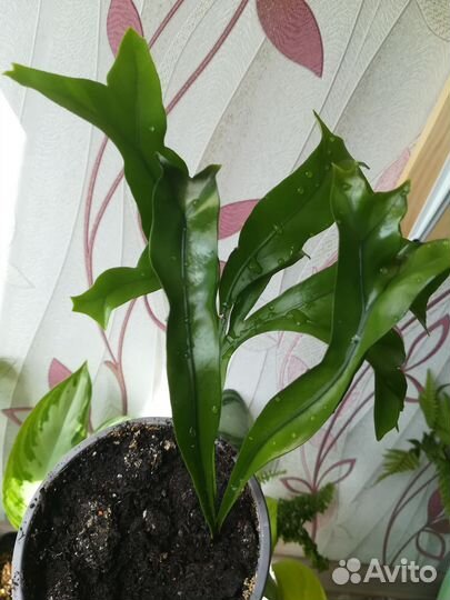 Разные Папоротники