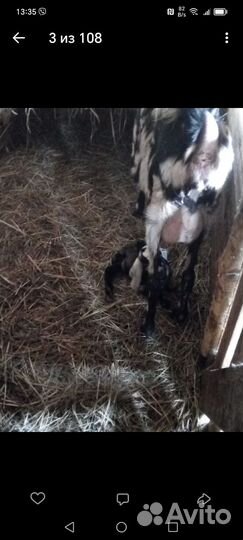 Чистопородная дойная нубийка