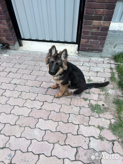 Немецкая овчарка сука с документами