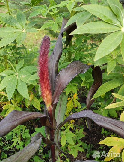 Свои семена. Томаты, перец, декоративные злаки