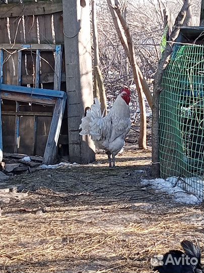 Инкубационное яйцо кур и гусей