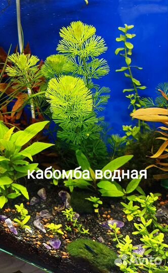 Аквариумные растения