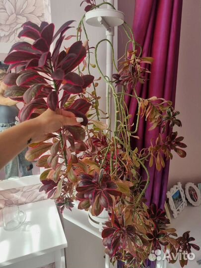 Синадениум Рубра 