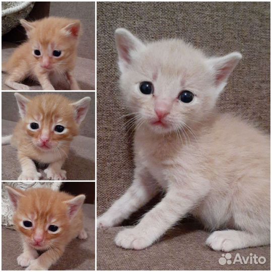 Кошки бесплатно рыжие коты,серые кошечки