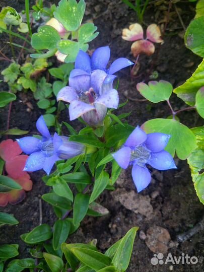 Горечавка семираздельная