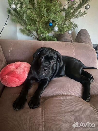 Домашняя передержка собак