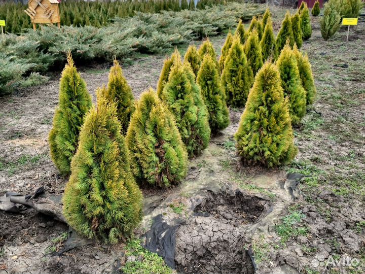 Туя западная Голд Смарагд