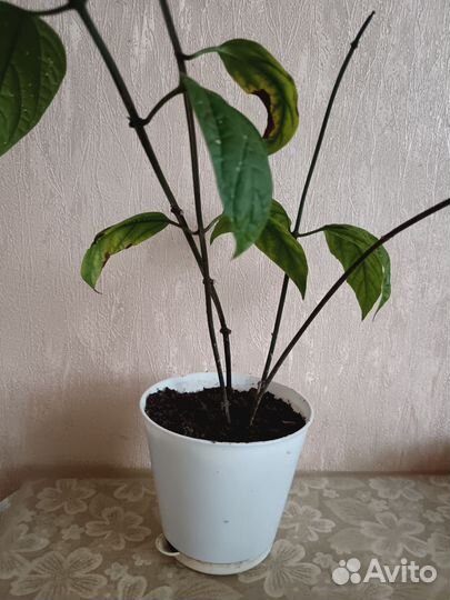 Клеродендрум