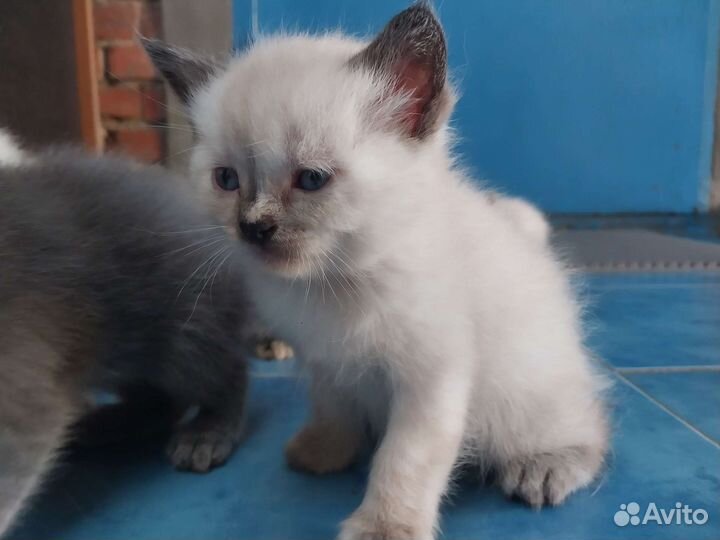 Кошки в добрые руки