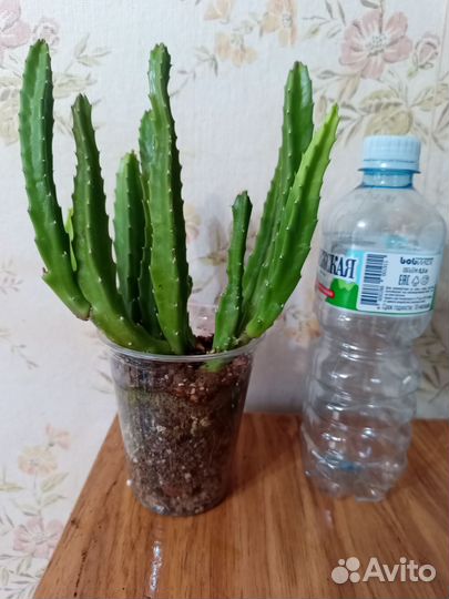 Гуэрния и стапелия