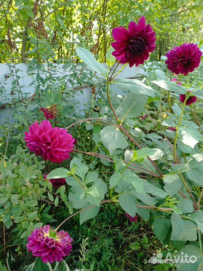 Георгины клубни