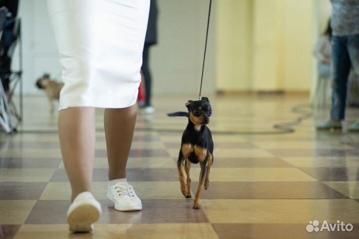 Русский той-терьер вязка