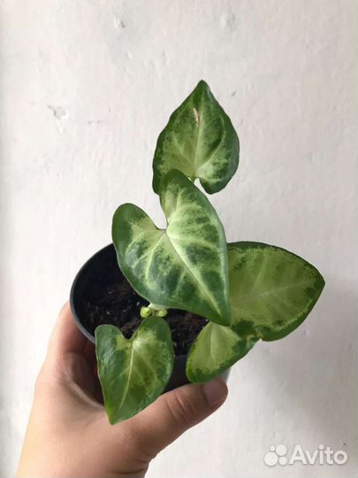 Комнатные цветы