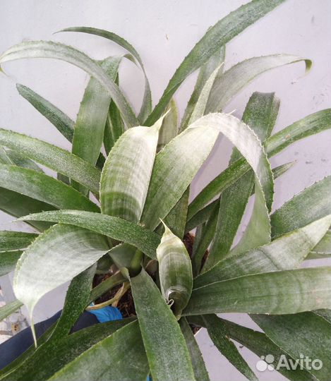 Бильбергия