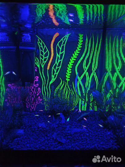 Аквариум. Зеленоград